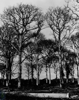 Trees, Harewood Estate